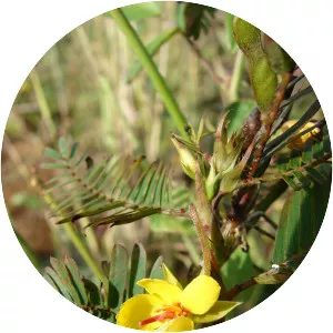 Sensitive partridge pea