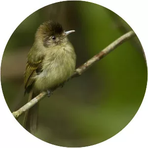 Sepia-capped flycatcher - Bird