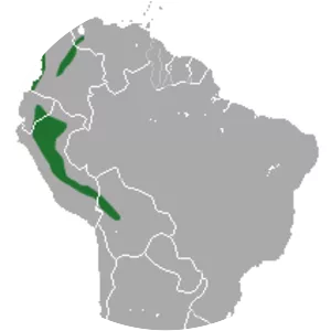 Sepia short-tailed opossum - Animal