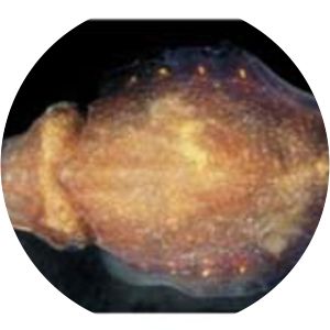 Sepiella inermis - Animal