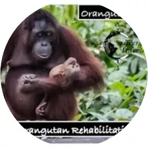 Sepilok Orangutan Rehabilitation Centre
