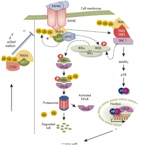 Sequestosome 1 - Protein
