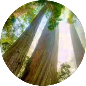 Sequoia National Park - 