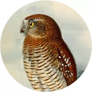 Seram boobook - Bird