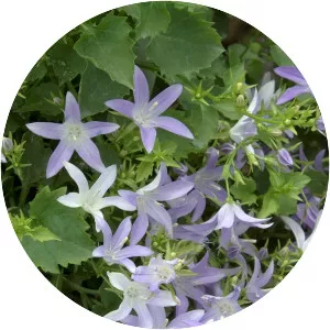 Serbian bellflower