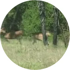 Serengeti National Park - 