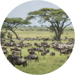 Serengeti