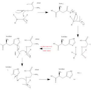 Serine protease - Protein
