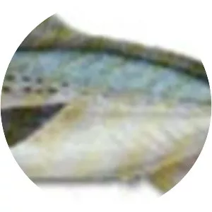 Seriolella violacea - 