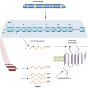 Serotonin transporter - Protein