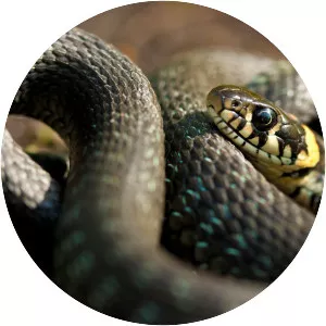 Serpent photograph