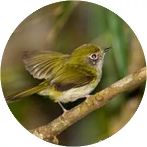 Serra do Mar tyrannulet