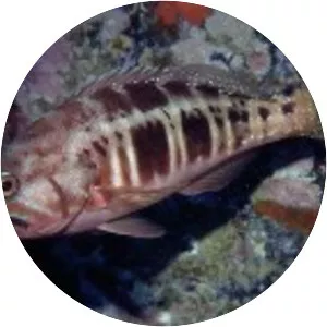 Serranus atricauda - 