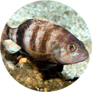 Serranus hepatus - 