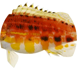 Serranus