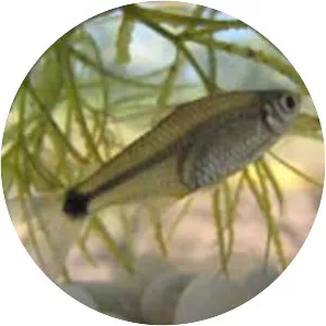 Serrapinnus heterodon - 