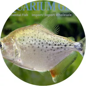 Serrasalmus compressus - 