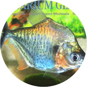 Serrasalmus eigenmanni - 