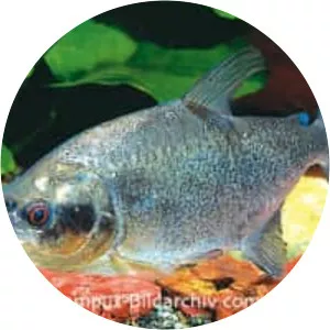 Serrasalmus elongatus