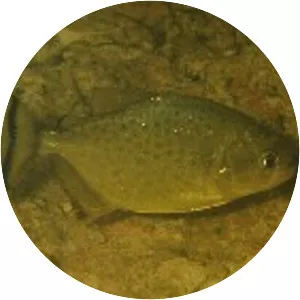 Serrasalmus maculatus - 