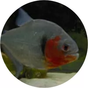 Serrasalmus manueli - 