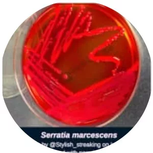Serratia marcescens