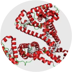 Serum albumin - Protein