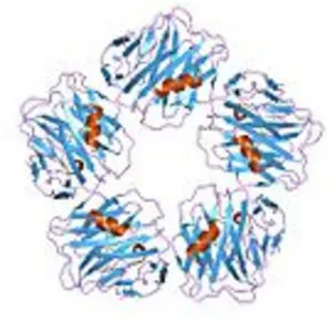 Serum amyloid P component