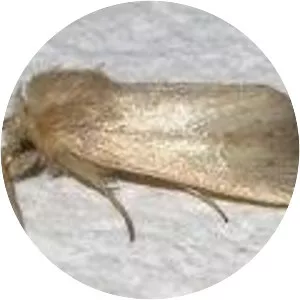 Sesamia calamistis - 