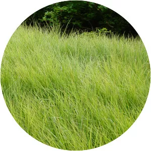 Sesleria