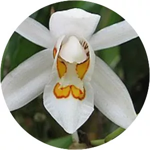 Sessa Orchid Sanctuary - 
