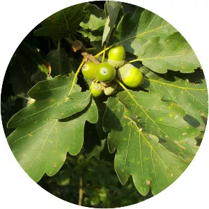 Sessile Oak - Plants
