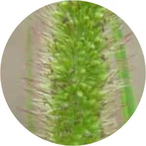 Setaria viridis - Plants