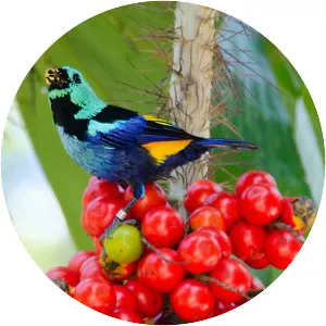 Seven-colored tanager