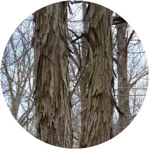 Shagbark Hickory