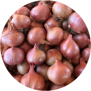 Shallots - Plants
