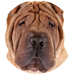 Shar Pei