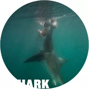 Shark Attack Files - TV program