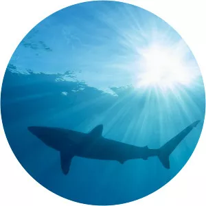 Shark Days of SummerSince 2018