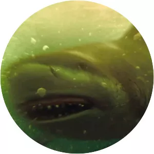 Shark Night - 2011 ‧ Thriller/Teen ‧ 1h 35m