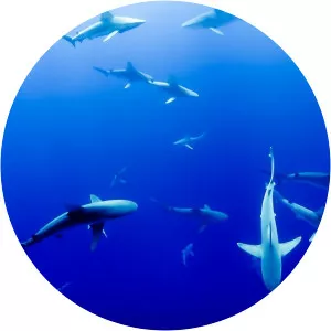 Shark Planet - TV program