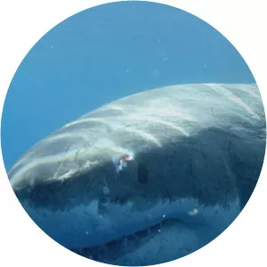 Shark SquadSince 2017