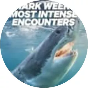 Shark Week's Most Intense Encounters - TV program