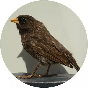 Sharp-beaked ground finch
