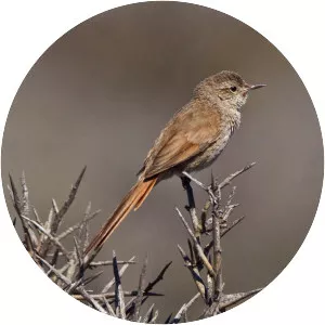 Sharp-billed canastero