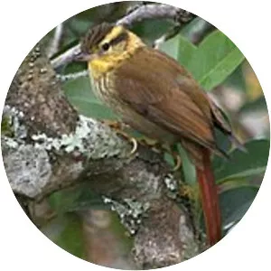Sharp-billed treehunter - Bird