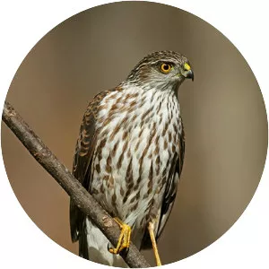 Sharp-shinned hawk - Birds
