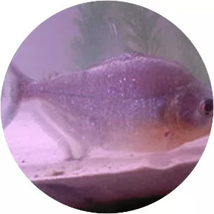 Sharp-snouted piranha
