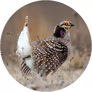 Sharp-tailed grouse - Birds