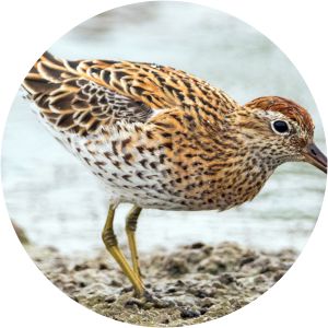 Sharp-tailed sandpiper